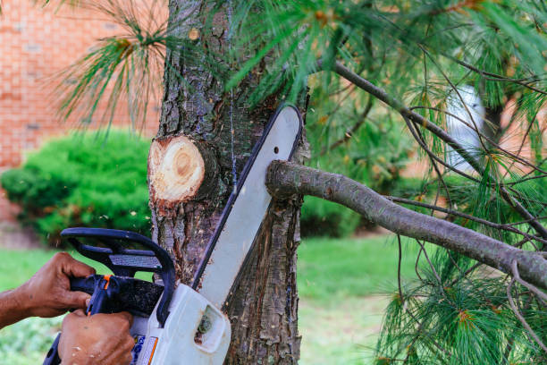 Best Tree Removal Services  in Santa Fe Springs, CA